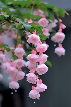 about rose flower